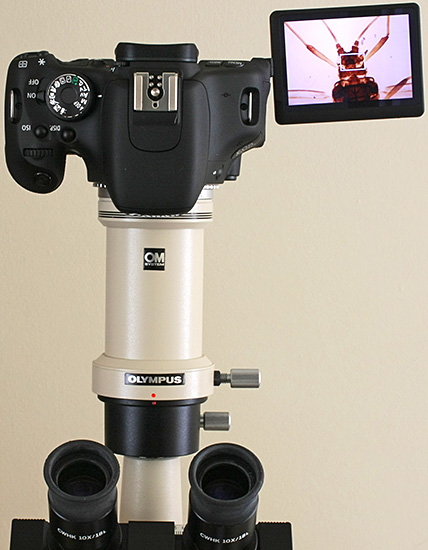 Canon EOS 600D on Olympus CH-2