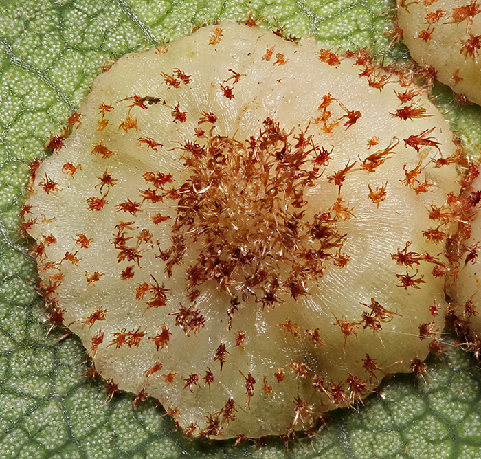 Common spangle gall