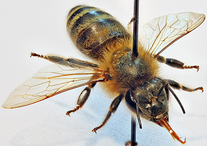 Set honeybee