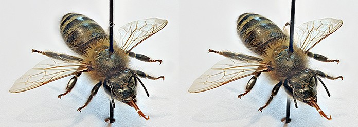 Stereoscopic honeybee photos for free viewing