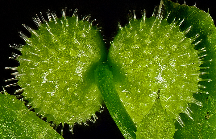 Burrs of cleavers