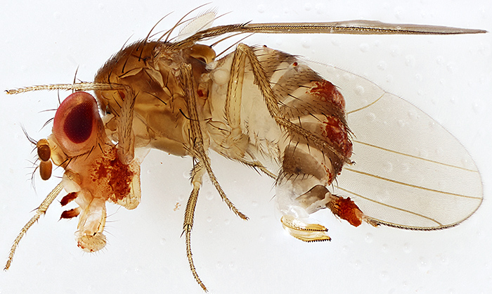 Female of Drosophila suzukii