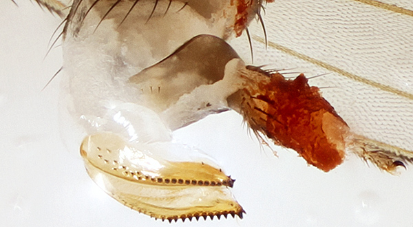 Serrated ovipositor of Drosophila suzukii