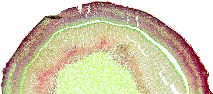 Fig stem