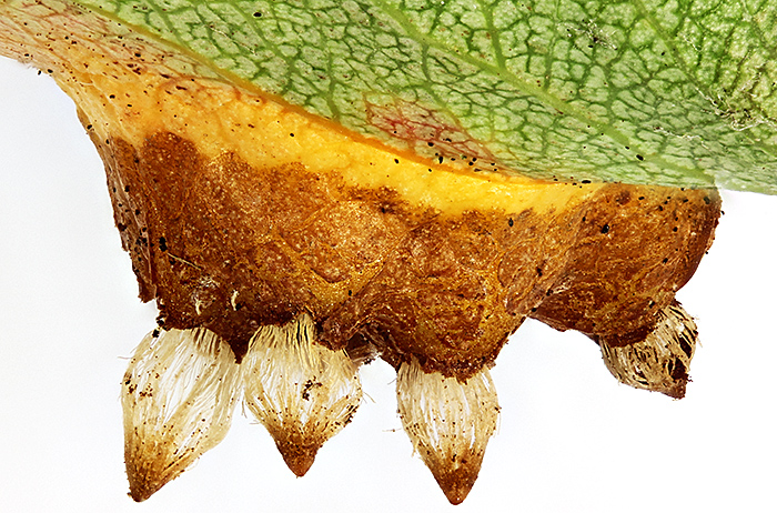 European pear rust (lower surface of leaf)