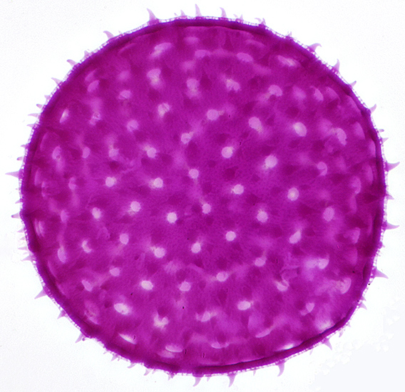 Mallow pollen grain