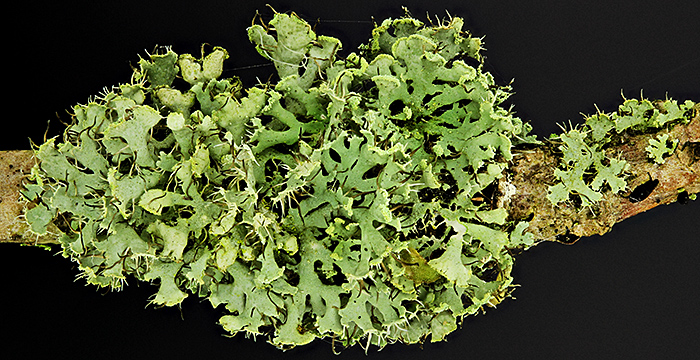 Green lichen on oak