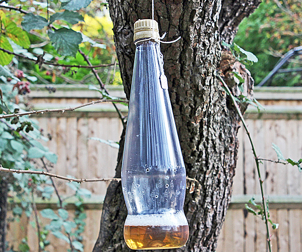 Trap for fruit-flies, using apple cider vinegar to attract them