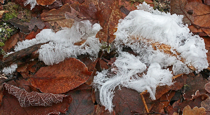Hair ice on a fallen branch