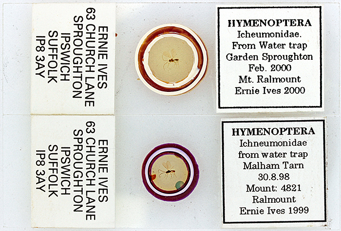 Slides of ichneumonids by Ernie Ives