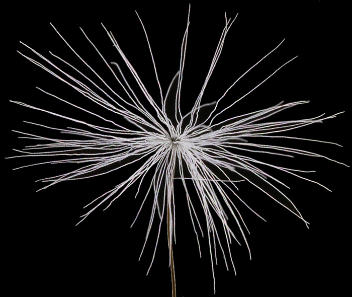 Dandelion seed using dark-ground illumination