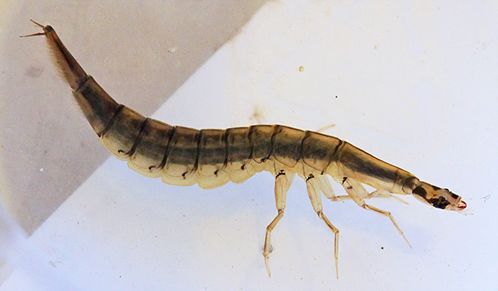 Lesser diving beetle larva (Acilius sulcatus)