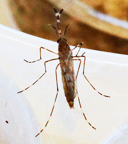 Aedes annulipes mosquito (newly emerged)