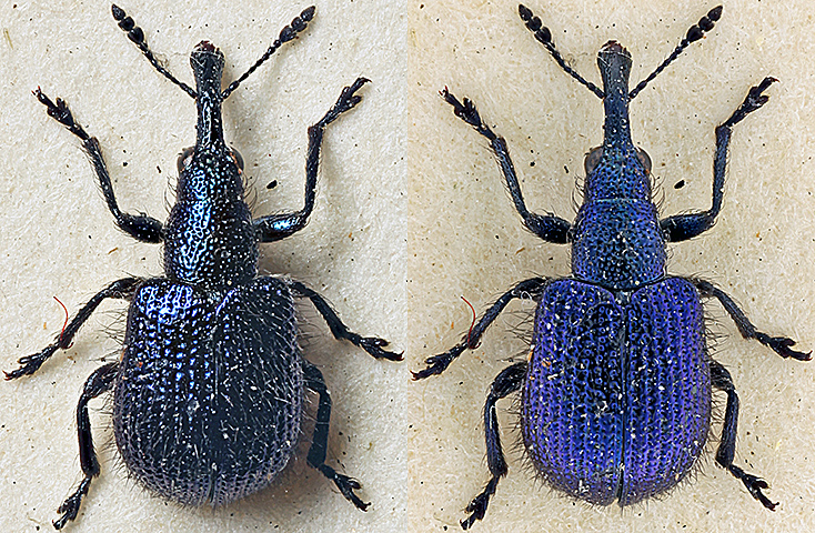 Iridescent beetle lit by a desk lamp and a shadowless illuminator