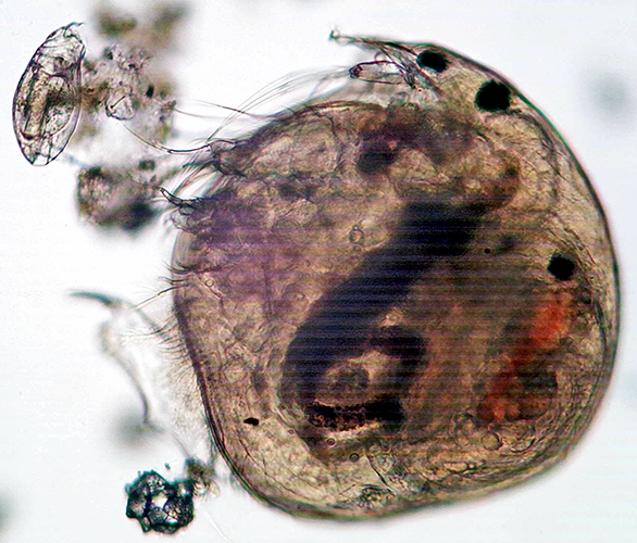 Chydorid waterflea (Chydorus sp.) and rotifer