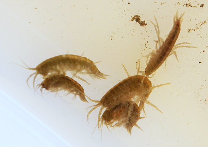 Freshwater shrimps (Gammarus)