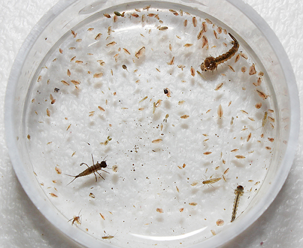 Specimens in a small Petri dish