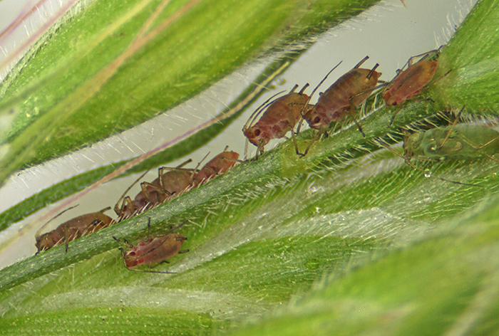 Aphids on grass