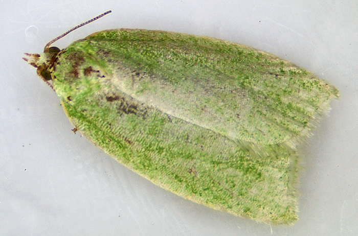Green oak tortrix moth (Tortrix viridana)