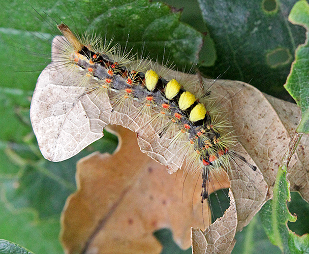 Rusty tussock moth (Orgyia antiqua) caterpillar on oak