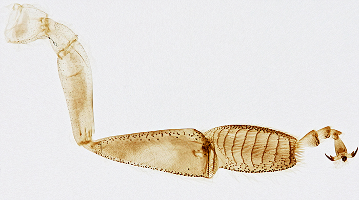 Third leg of honeybee