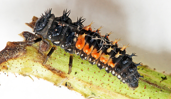 Ladybird larva