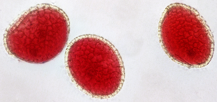 Lily pollen grains
