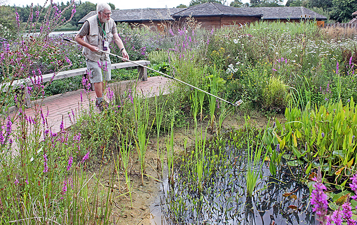 Neil Henry sampling the Shelley pond