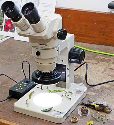 Olympus SZ4045 stereo microscope