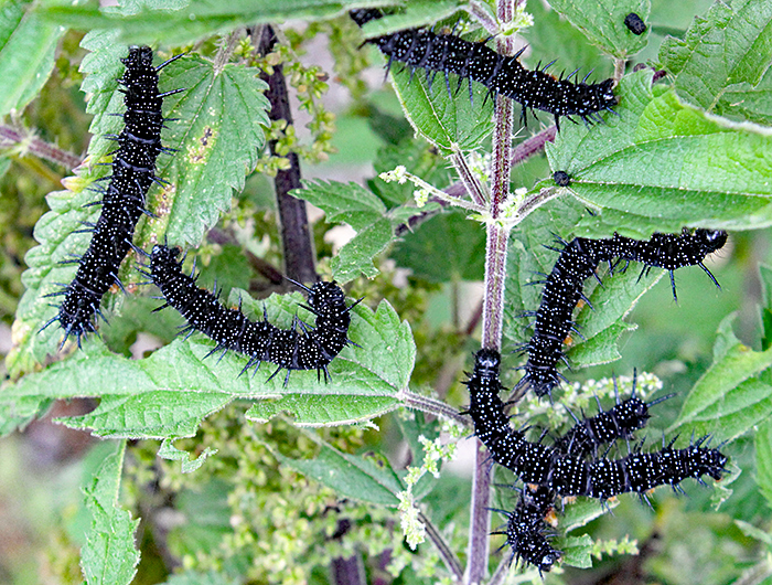 Peacock caterpillars on stinging nettles