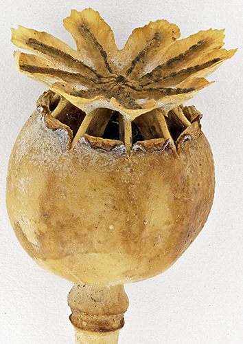 Seed head of a poppy