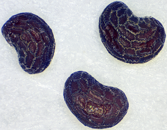 Poppy seeds