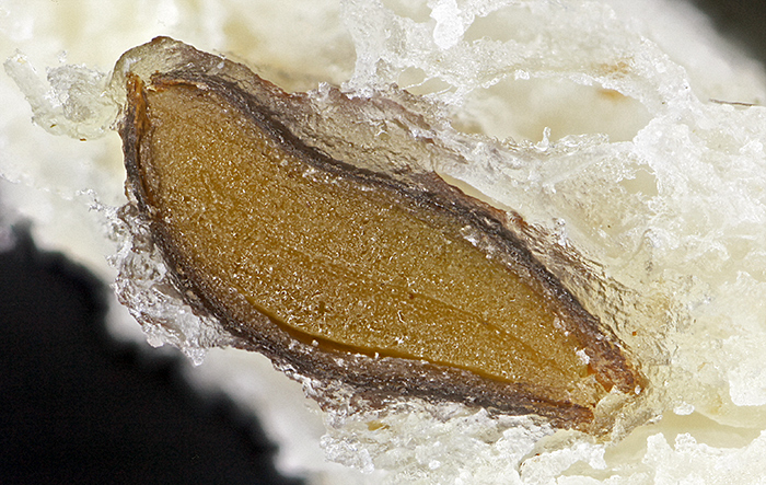 Seed in sliced bread