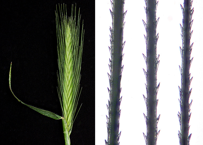 Wall barley spike and its barbed awns
