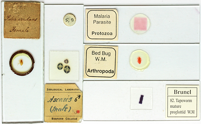 Slides of diseases and afflictions