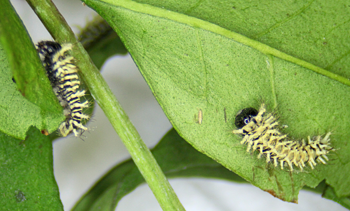 Atlas moth caterpillars under the stereo microscope