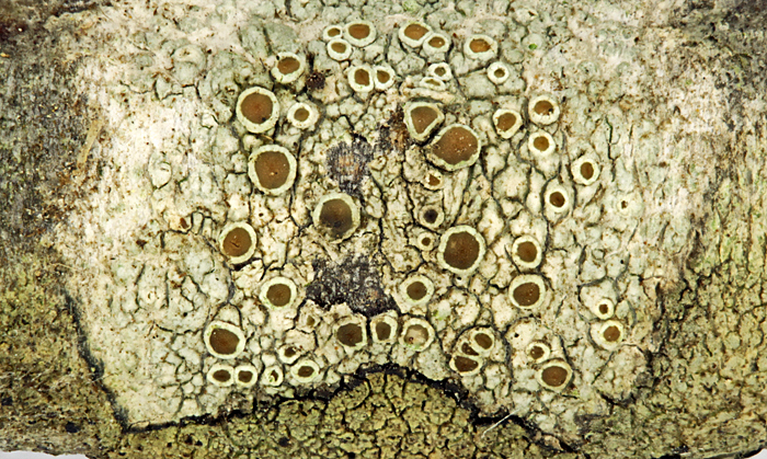 Crustose lichen