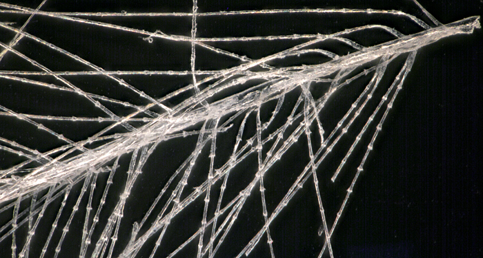 Down feather using dark-ground illumination