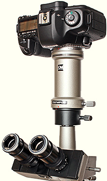 Canon EOS digital SLR on an Olympus BH microscope