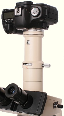 Canon EOS digital SLR on an Olympus BH-2 microscope